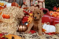 Chiquita, a female Goldendoodle for sale in Clovis, CA – 3 of 6
