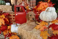 Cougar, a male Goldendoodle for sale in Clovis, CA – 3 of 6