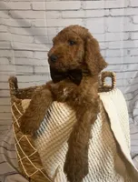 Bruno, a male Goldendoodle for sale in Clovis, CA – 3 of 9