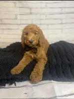 Bruno, a male Goldendoodle for sale in Clovis, CA – 6 of 9