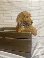 Bruno, a male Goldendoodle for sale in Clovis, CA – 9 of 9