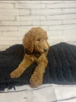 Bruno, a male Goldendoodle for sale in Clovis, CA – 2 of 9