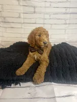 Bruno, a male Goldendoodle for sale in Clovis, CA – 5 of 9