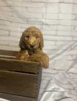Bruno, a male Goldendoodle for sale in Clovis, CA – 8 of 9