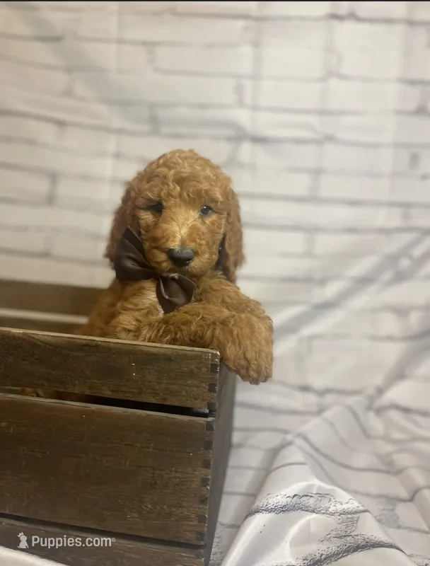 Bruno – Goldendoodle puppy for sale in Clovis, CA