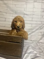 Bruno, a male Goldendoodle for sale in Clovis, CA – 1 of 9