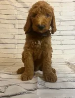 Bruno, a male Goldendoodle for sale in Clovis, CA – 4 of 9
