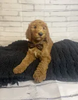 Bruno, a male Goldendoodle for sale in Clovis, CA – 7 of 9