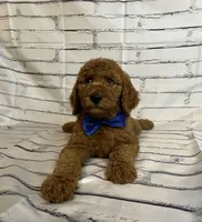 Bubba, a male Goldendoodle for sale in Clovis, CA – 9 of 10