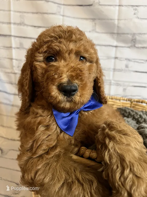 Bubba – Goldendoodle puppy for sale in Clovis, CA