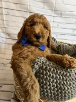 Bubba, a male Goldendoodle for sale in Clovis, CA – 3 of 10
