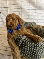 Bubba, a male Goldendoodle for sale in Clovis, CA – 7 of 10
