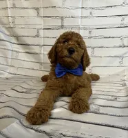 Bubba, a male Goldendoodle for sale in Clovis, CA – 6 of 10