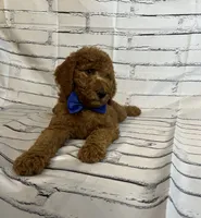 Bubba, a male Goldendoodle for sale in Clovis, CA – 8 of 10
