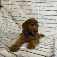 Bubba, a male Goldendoodle for sale in Clovis, CA – 10 of 10