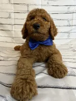 Bubba, a male Goldendoodle for sale in Clovis, CA – 2 of 10