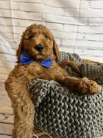 Bubba, a male Goldendoodle for sale in Clovis, CA – 4 of 10