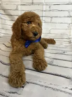 Bubba, a male Goldendoodle for sale in Clovis, CA – 5 of 10