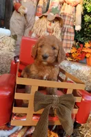 Her, a male Goldendoodle for sale in Clovis, CA – 3 of 6