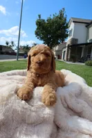 Simba, a male Goldendoodle for sale in Clovis, CA – 6 of 6