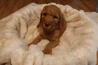 Simba, a male Goldendoodle for sale in Clovis, CA – 4 of 6