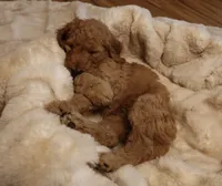 Cougar, a male Goldendoodle for sale in Clovis, CA – 4 of 6
