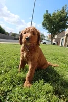 Her, a male Goldendoodle for sale in Clovis, CA – 6 of 6