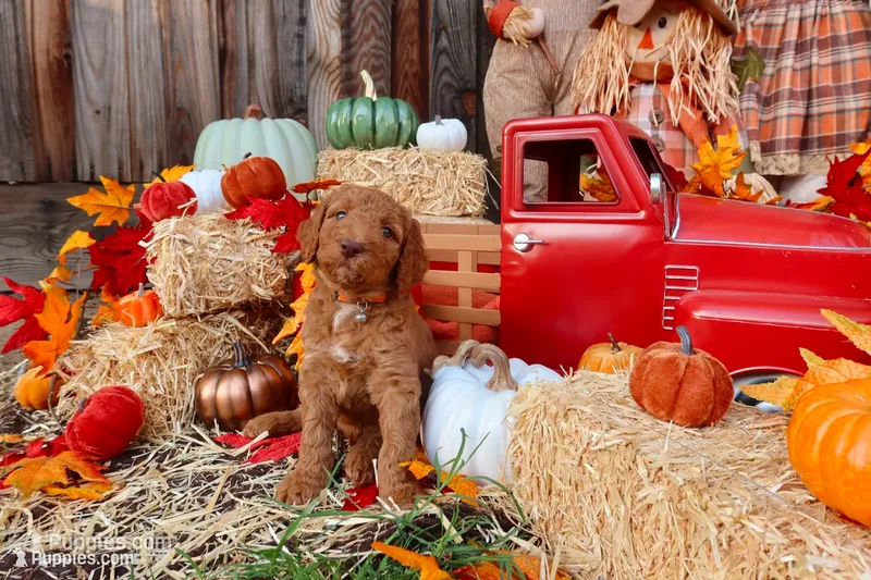 Chili – Goldendoodle puppy for sale in Clovis, CA