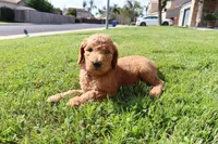 Chiquita, a female Goldendoodle for sale in Clovis, CA – 6 of 6
