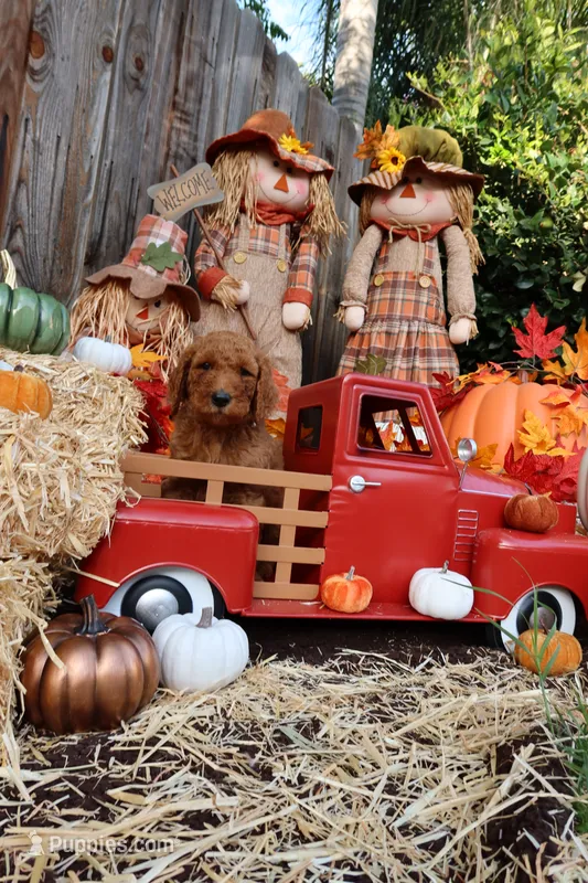 Raphael, a male Goldendoodle for sale in Clovis, CA – 1 of 6