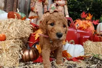 Chiquita, a female Goldendoodle for sale in Clovis, CA – 2 of 6