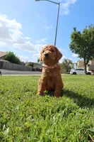 Chiquita, a female Goldendoodle for sale in Clovis, CA – 5 of 6