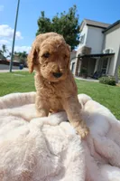 Cougar, a male Goldendoodle for sale in Clovis, CA – 5 of 6