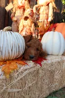 Her, a male Goldendoodle for sale in Clovis, CA – 2 of 6