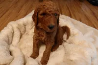 Raphael, a male Goldendoodle for sale in Clovis, CA – 3 of 6