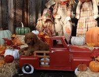 Raphael, a male Goldendoodle for sale in Clovis, CA – 2 of 6