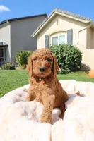 Raphael, a male Goldendoodle for sale in Clovis, CA – 4 of 6