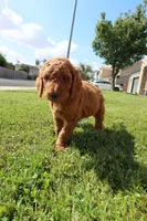 Raphael, a male Goldendoodle for sale in Clovis, CA – 5 of 6