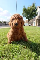 Raphael, a male Goldendoodle for sale in Clovis, CA – 6 of 6
