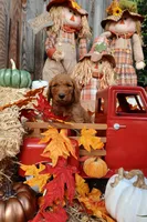 Her, a male Goldendoodle for sale in Clovis, CA – 1 of 6