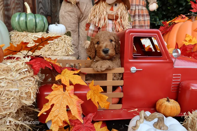 BamBam, a male Goldendoodle for sale in Clovis, CA – 1 of 6