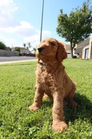 BamBam, a male Goldendoodle for sale in Clovis, CA – 6 of 6