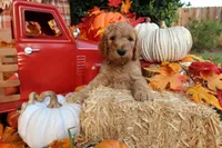 Cougar, a male Goldendoodle for sale in Clovis, CA – 1 of 6