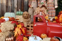 Simba, a male Goldendoodle for sale in Clovis, CA – 3 of 6