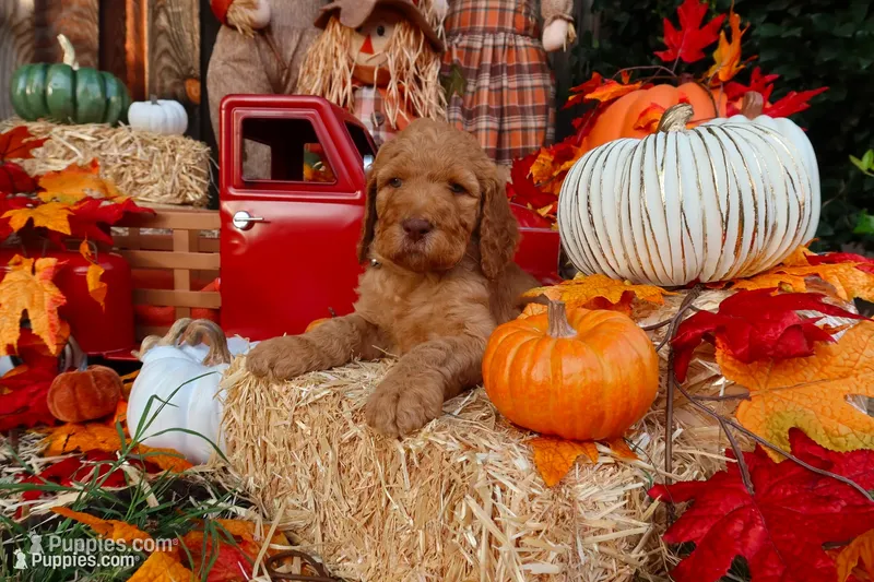Simba, a male Goldendoodle for sale in Clovis, CA – 1 of 6