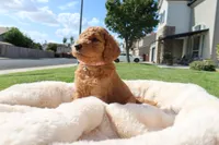 Chiquita, a female Goldendoodle for sale in Clovis, CA – 4 of 6