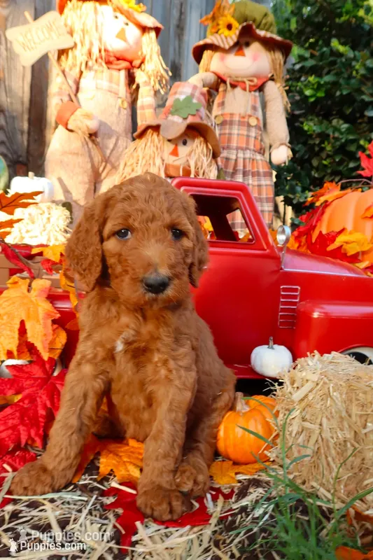 JJ – Goldendoodle puppy for sale in Clovis, CA