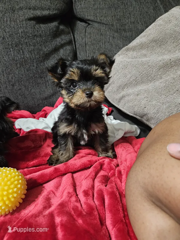 Pb Blue - Zeus (Teacup) – Yorkshire Terrier puppy for sale in Dunwoody, GA