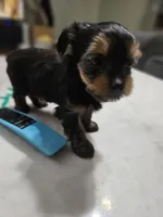 Pb Orange - Teddy, a male Yorkshire Terrier for sale in Dunwoody, GA – 5 of 9