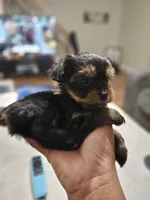Pb Blue - Zeus (Teacup), a male Yorkshire Terrier for sale in Dunwoody, GA – 3 of 9